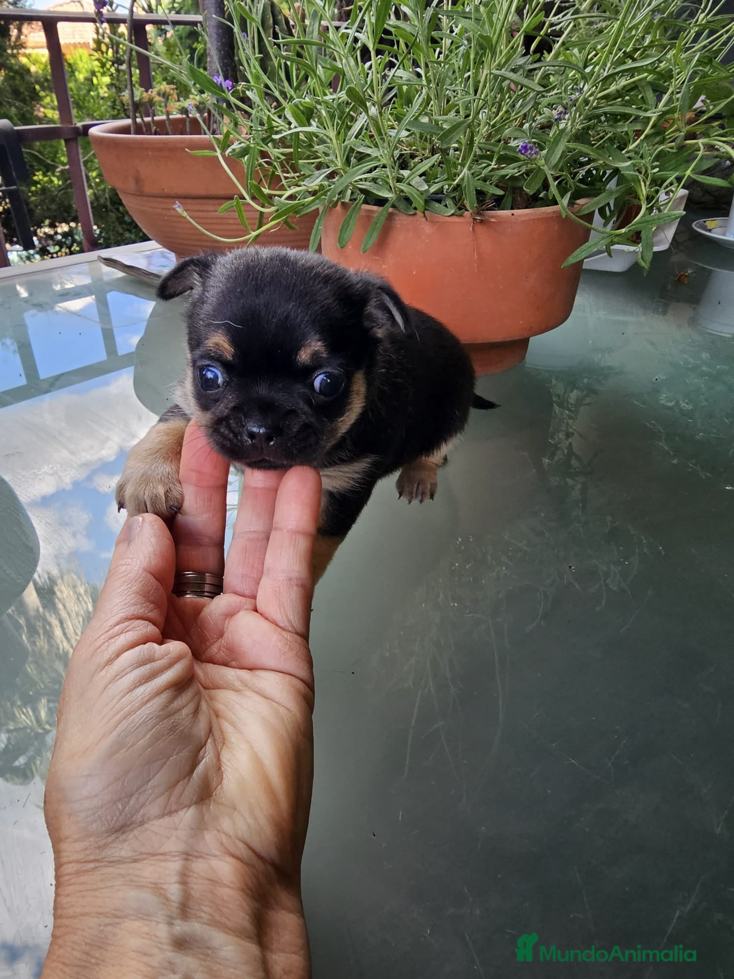 Chihuahua perros Chihuahua bicolor  - Anuncio 2