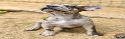 Bulldog Francés perros en venta: Hembra bulldog frances merle  - Anuncio 3