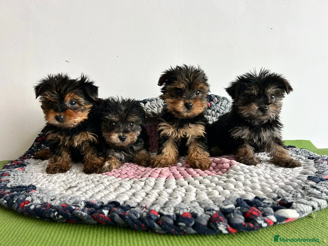 Yorkshire Terrier perros en venta: Yorkshire miniatura  - Anuncio 2