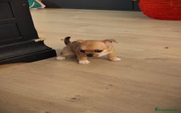 Chihuahua perros en venta: Hembra chihuahua linia rusa - Anuncio 3