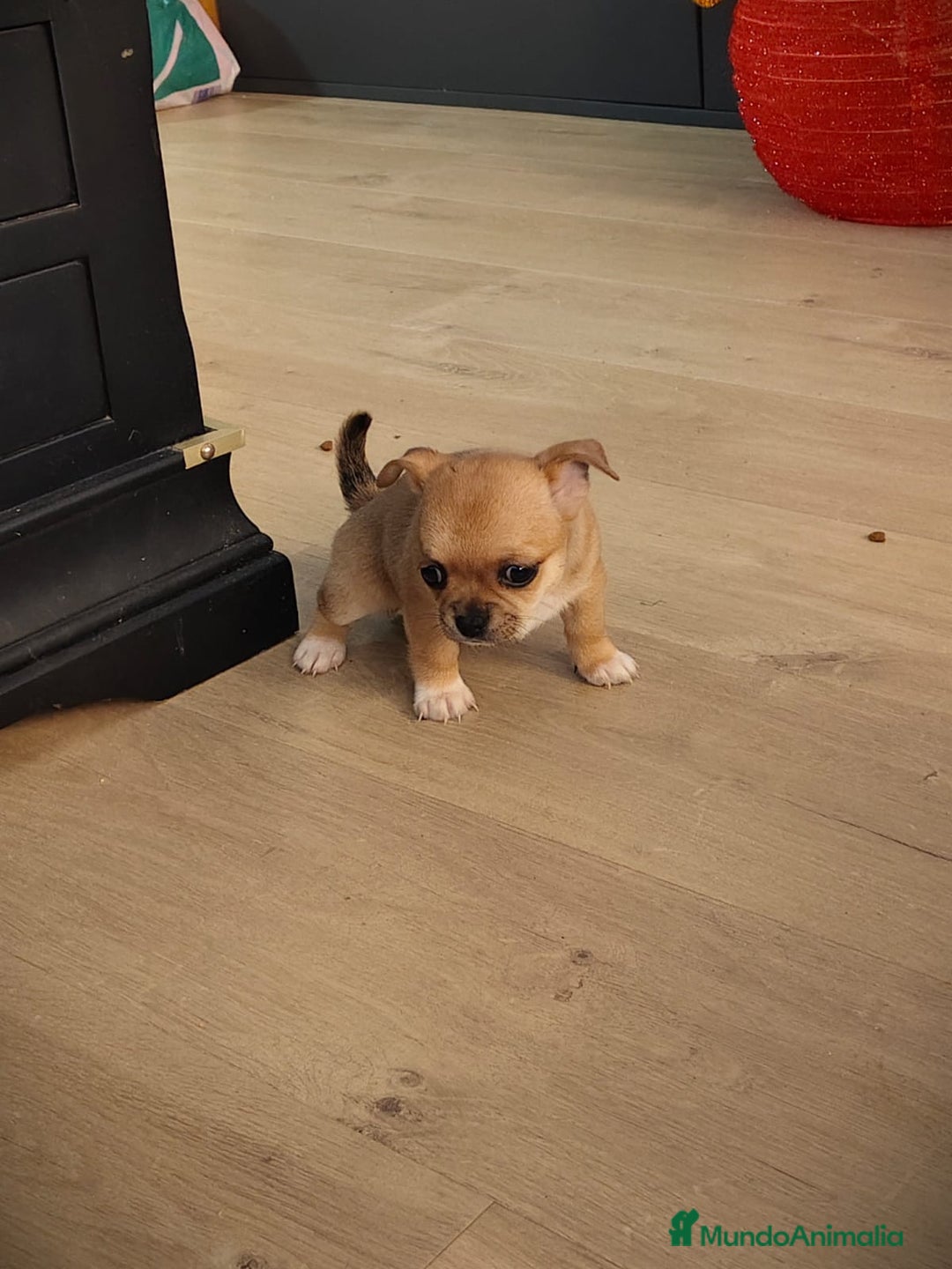 Chihuahua perros en venta: Hembra chihuahua linia rusa - Anuncio 3