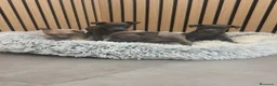 Pequeño Lebrel Italiano perros en venta: Pequeño Lebrel Italiano disponibles para octubre  - Anuncio 19