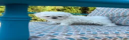 Bichón Maltés perros en venta: Bichon maltés líneas coreanas  - Anuncio 2