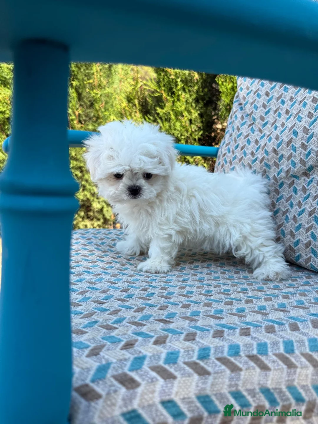 Bichón Maltés perros en venta: Bichon maltés líneas coreanas  - Anuncio 2