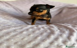 Pinscher Miniatura perros en venta: Pinscher miniatura  - Imagen 2