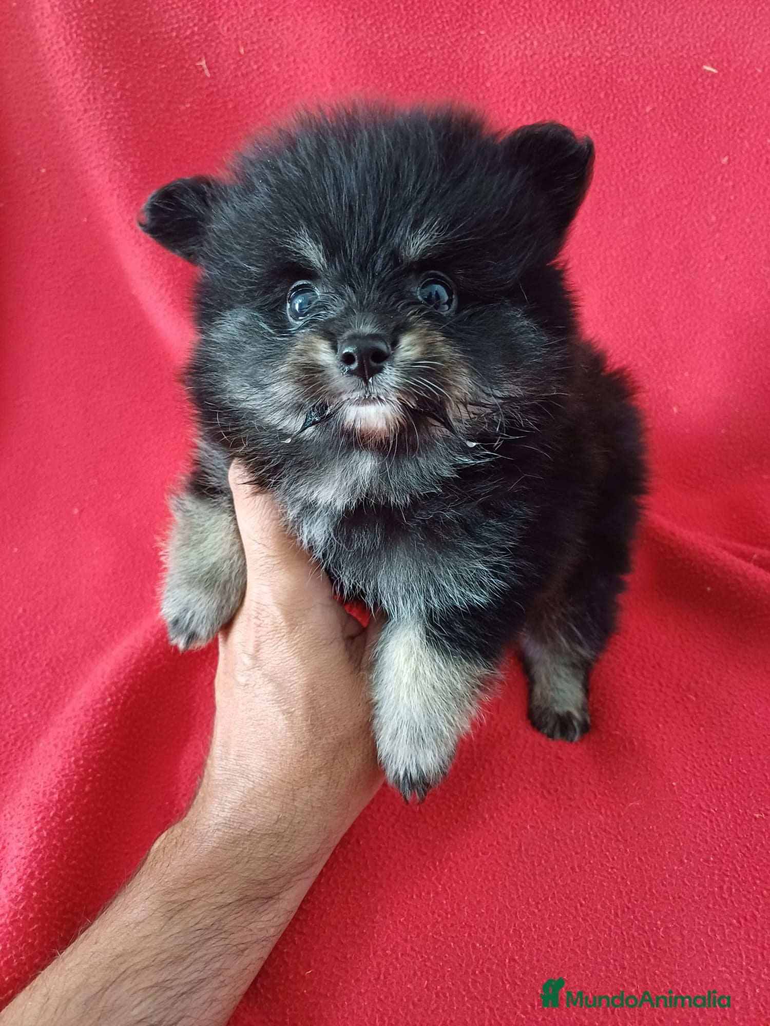 Pomerania perros Pomerania Mini  - Anuncio 2