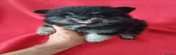 Pomerania perros en venta: Pomerania Mini  - Anuncio 1