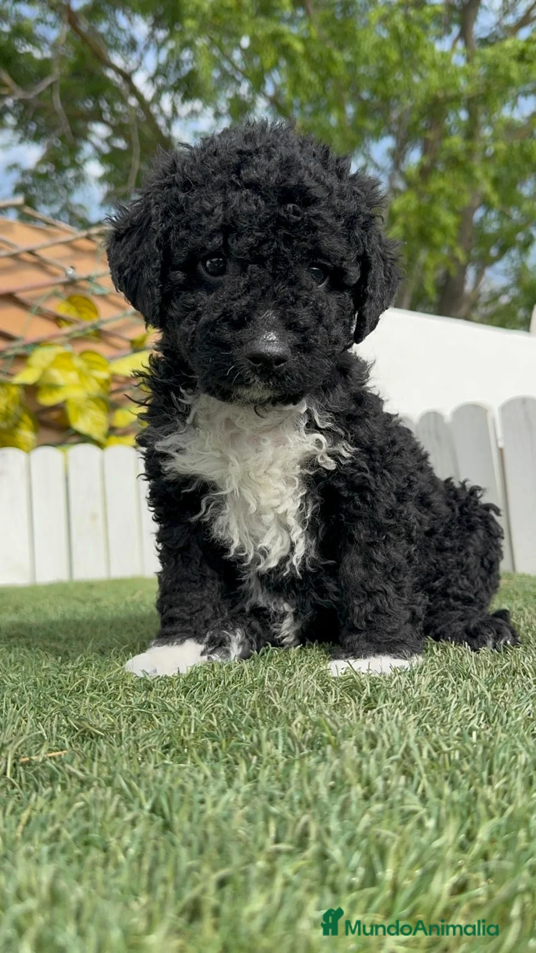 Perro de Agua Español perros en venta: PERRO DE AGUA ESPAÑOL - Anuncio 9