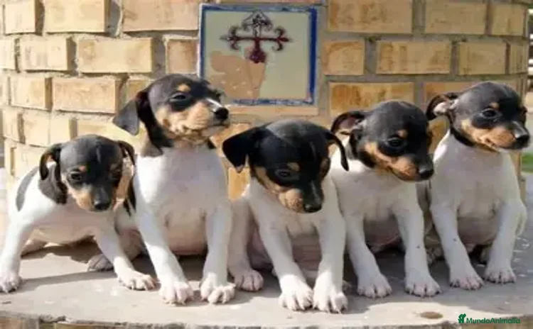 Ratonero Bodeguero Andaluz perros - Propaganda 2