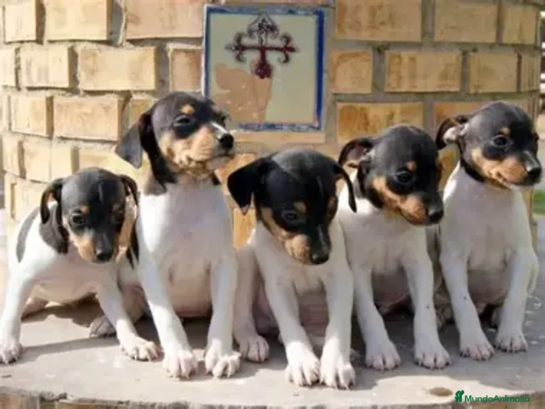 Ratonero Bodeguero Andaluz perros en venta: CACHORRO BODEGUERO , CAMADA DISPONIBLE  - Imagen 1