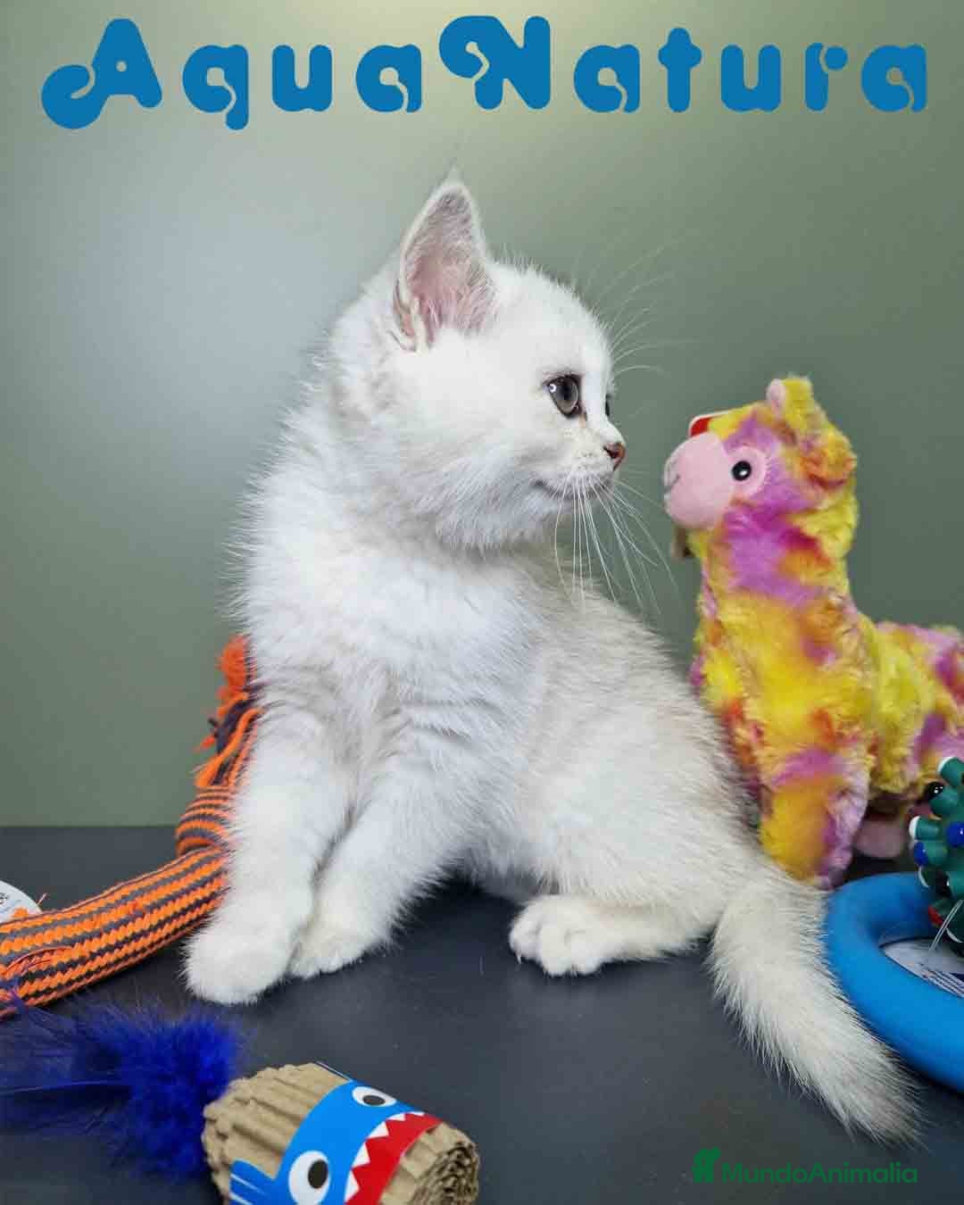 Británico de Pelo Corto gatos en venta: British Macho 7791 AQUANATURA - Anuncio 10