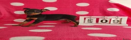 Pinscher Miniatura perros en venta: Pinscher miniatura  - Anuncio 2