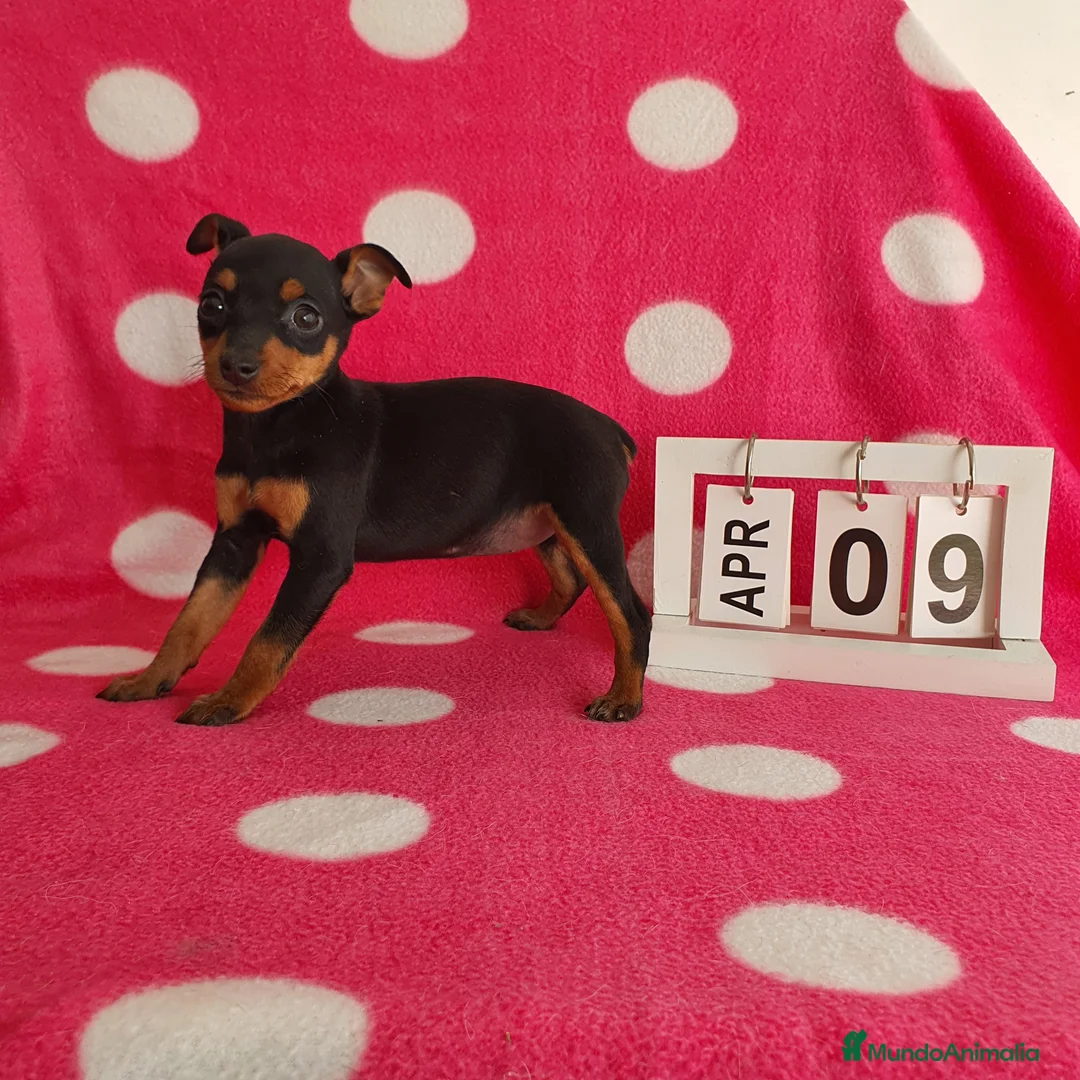 Pinscher Miniatura perros en venta: Pinscher miniatura  - Anuncio 2