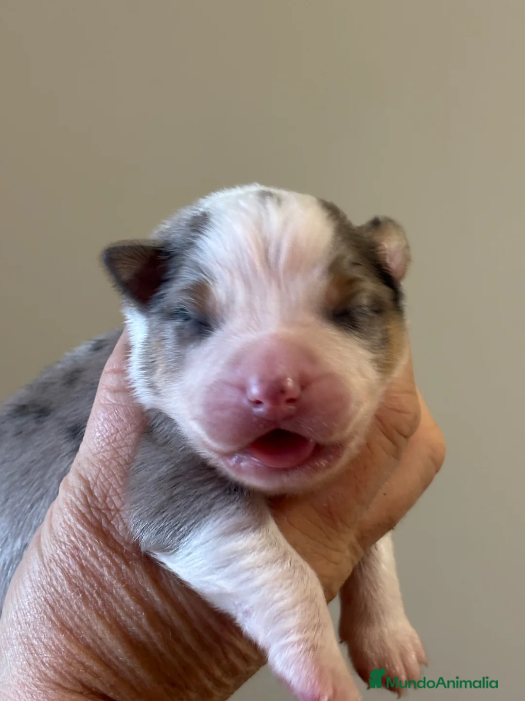 Pastor Australiano perros en venta: Pastor australiano camada - Anuncio 10