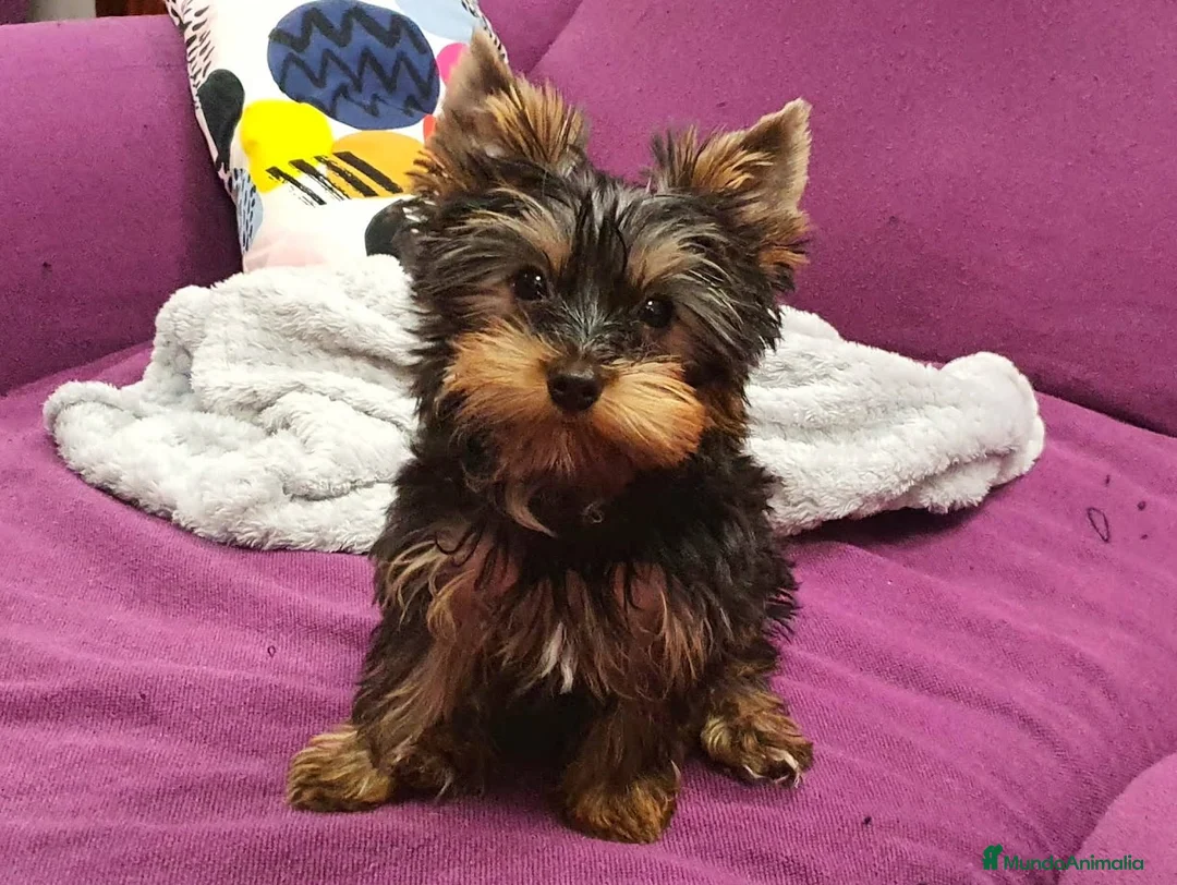 Imagen de galería {{count}}