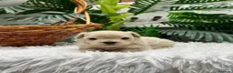 Maltipoo perros en venta: MALTIPOO COREANO 100% - Anuncio 15