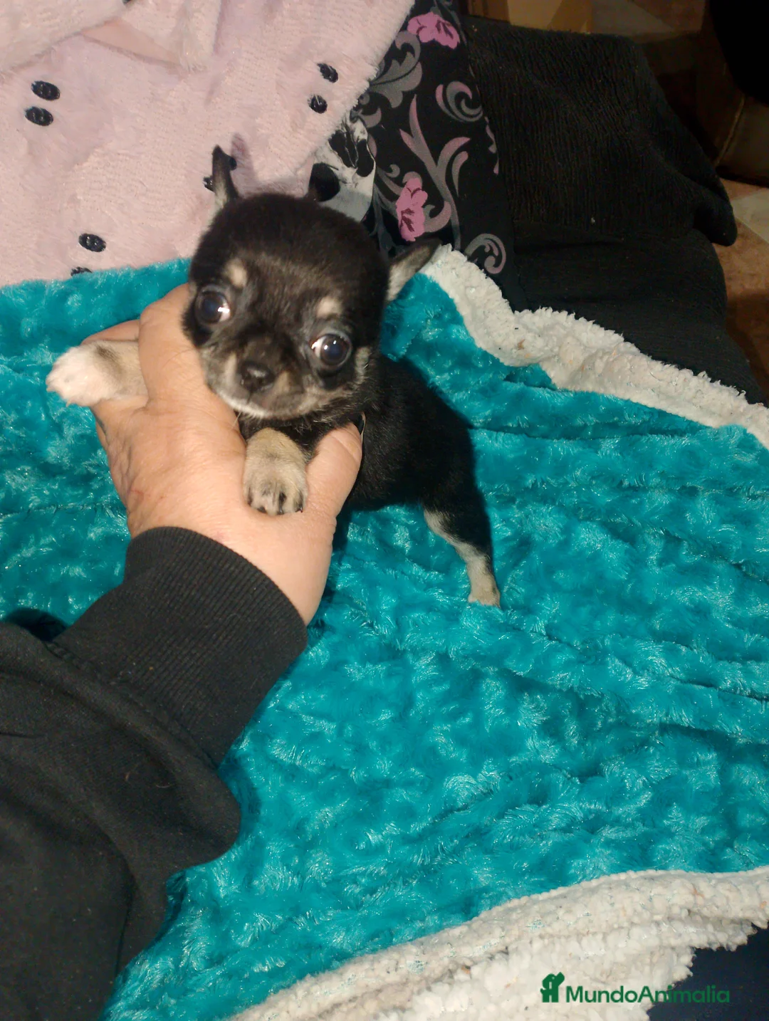 Chihuahua perros en venta: Hembra enana negra tricolor  - Anuncio 5