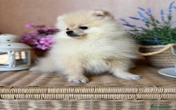 Pomerania perros en venta: Pomerania Macho disponible fotos actuales  - Imagen 10