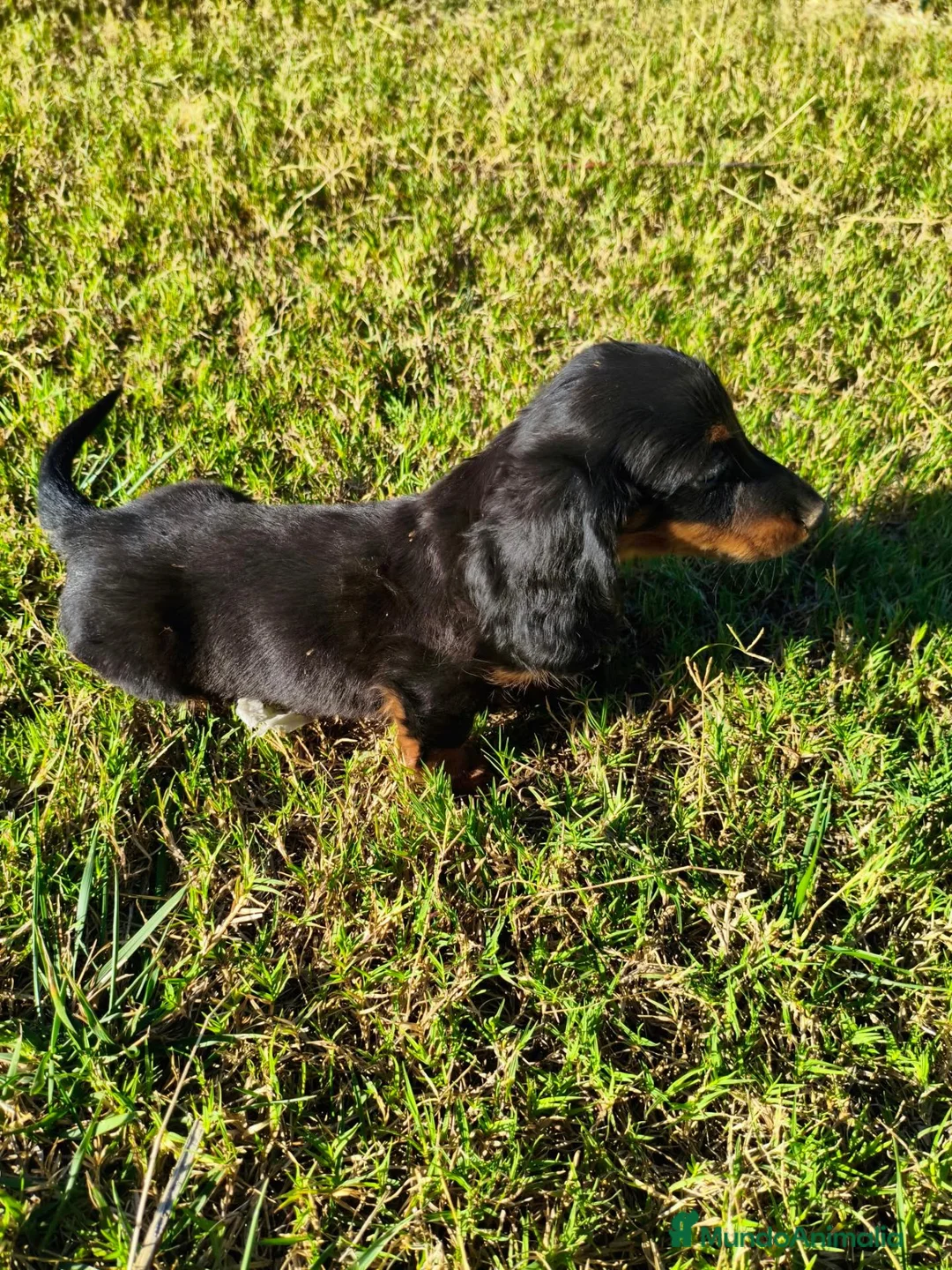 Teckel Miniatura perros en venta: teckel pelo largo en Madrid - Anuncio 2
