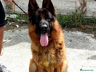 Pastor Alemán perros en Madrid - Anuncio 5