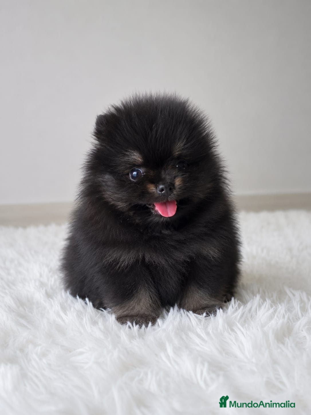 Teckel Miniatura perros LULU DE POMERANIA TOY - Anuncio 1