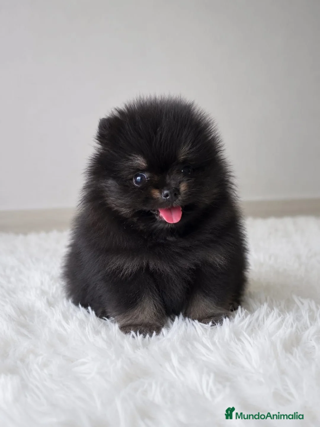 Teckel Miniatura perros en venta: LULU DE POMERANIA TOY - Anuncio 1