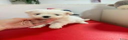 Bichón Maltés perros en venta: Bichón maltes toy - Anuncio 5