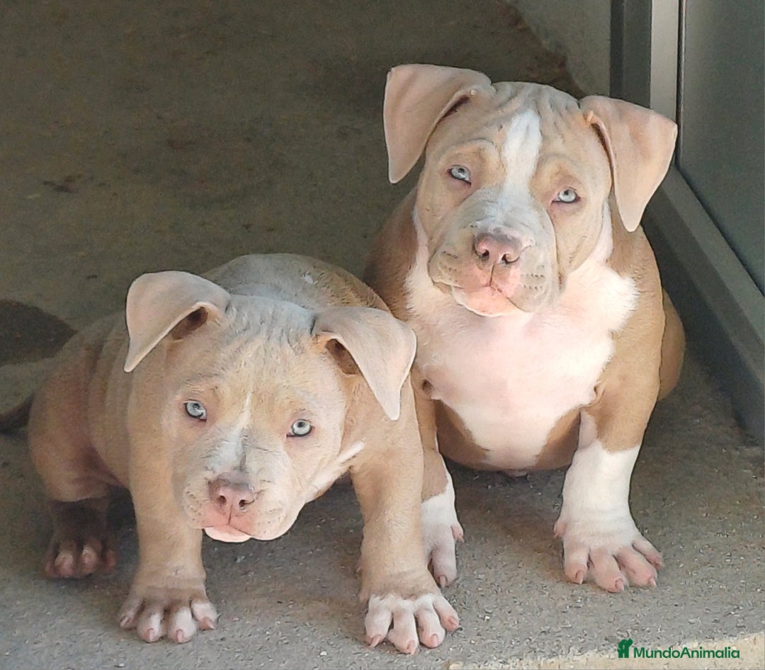 American Bully perros en venta: Cachorros American Bully  en Ourense - Imagen 4
