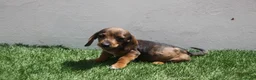 Teckel Miniatura perros en venta: Teckel Miniatura  - Anuncio 13