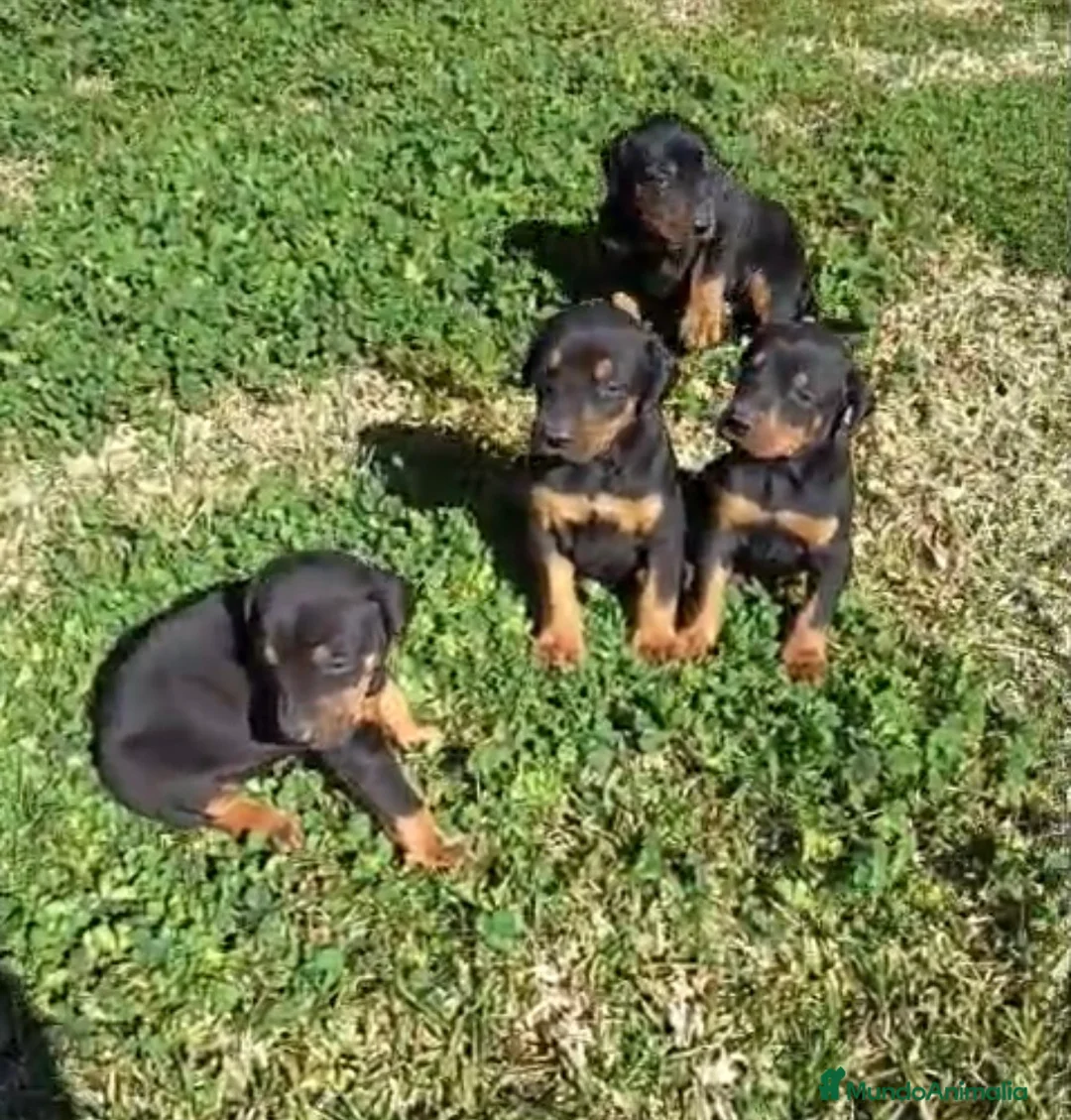 Dobermann perros en venta: Espectaculares dóberman negro fuego - Anuncio 1