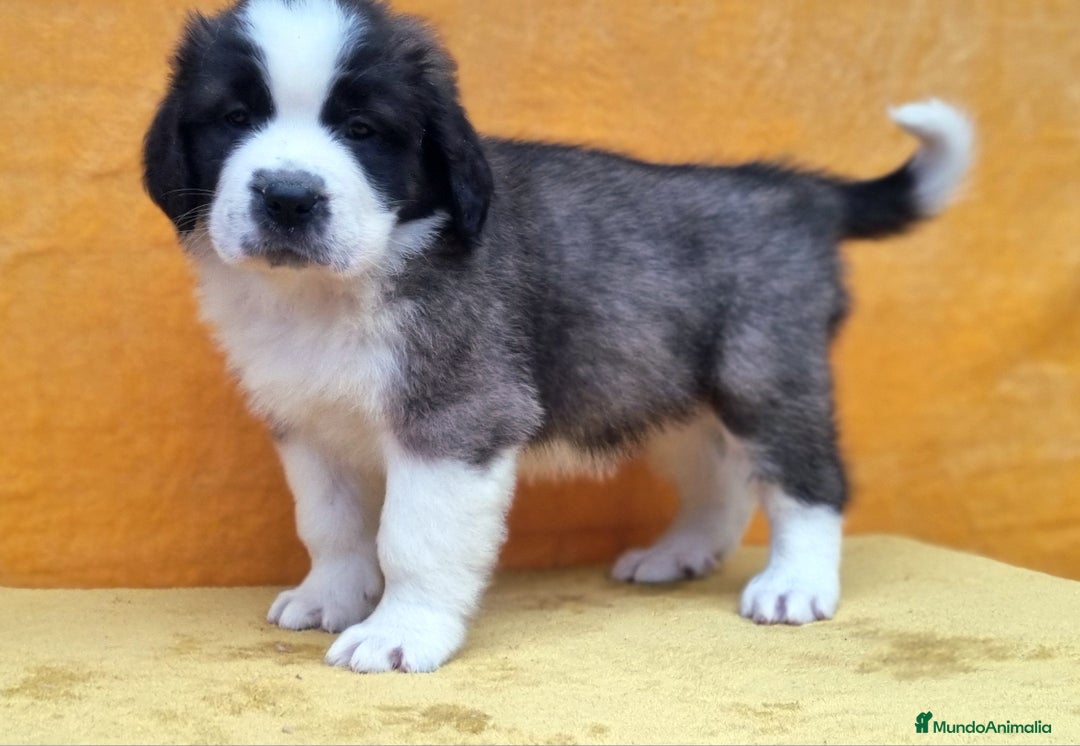 San Bernardo perros en venta: San bernardos. CACHORROS DISPONIBLES - Anuncio 3