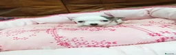 Chihuahua perros en venta: CHIHUAHUA TOY - Anuncio 4