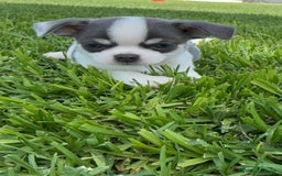 Chihuahua perros en venta: CHIHUAHUA MACHO - Imagen 4