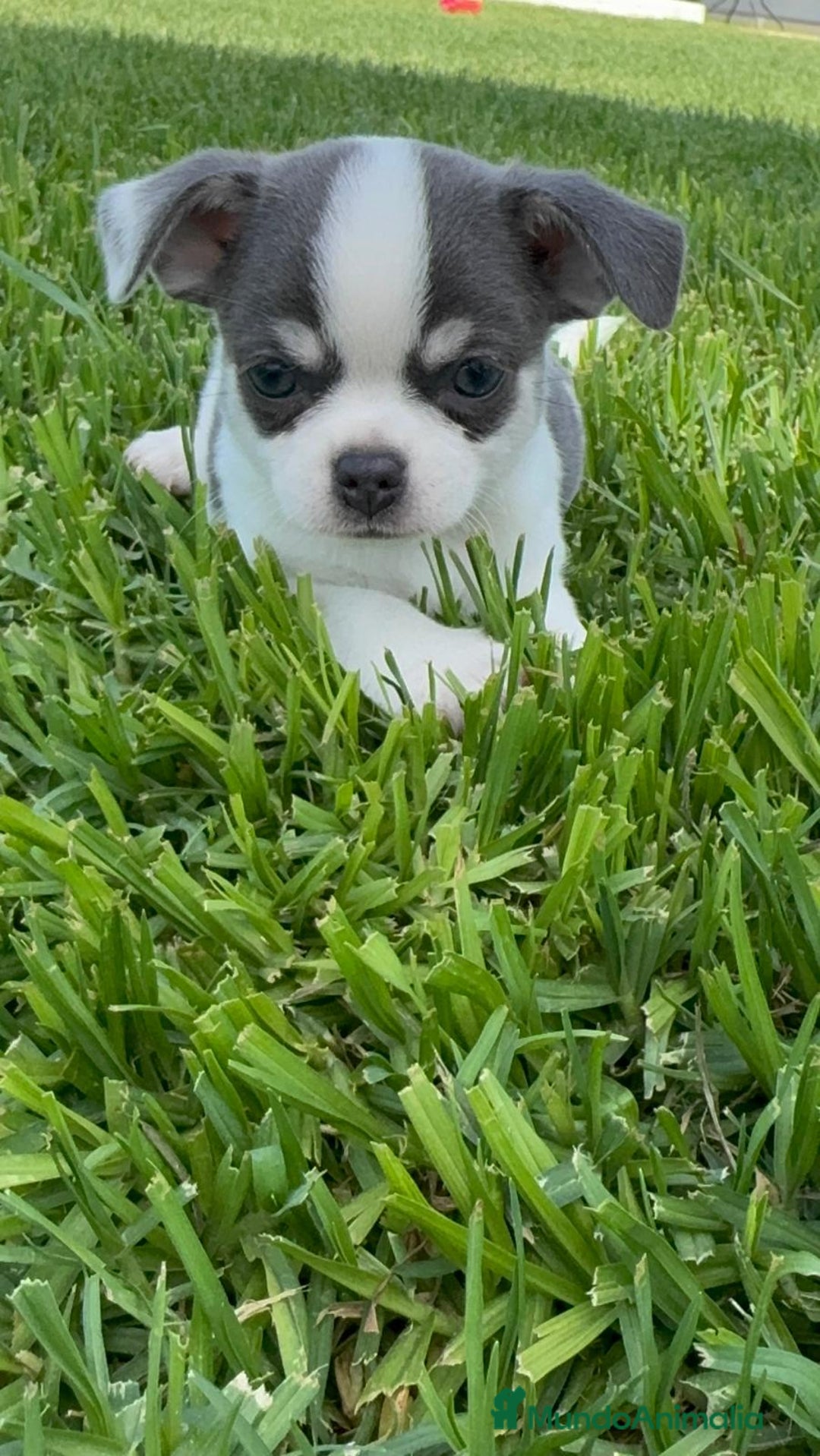 Chihuahua perros en venta: CHIHUAHUA MACHO - Imagen 4