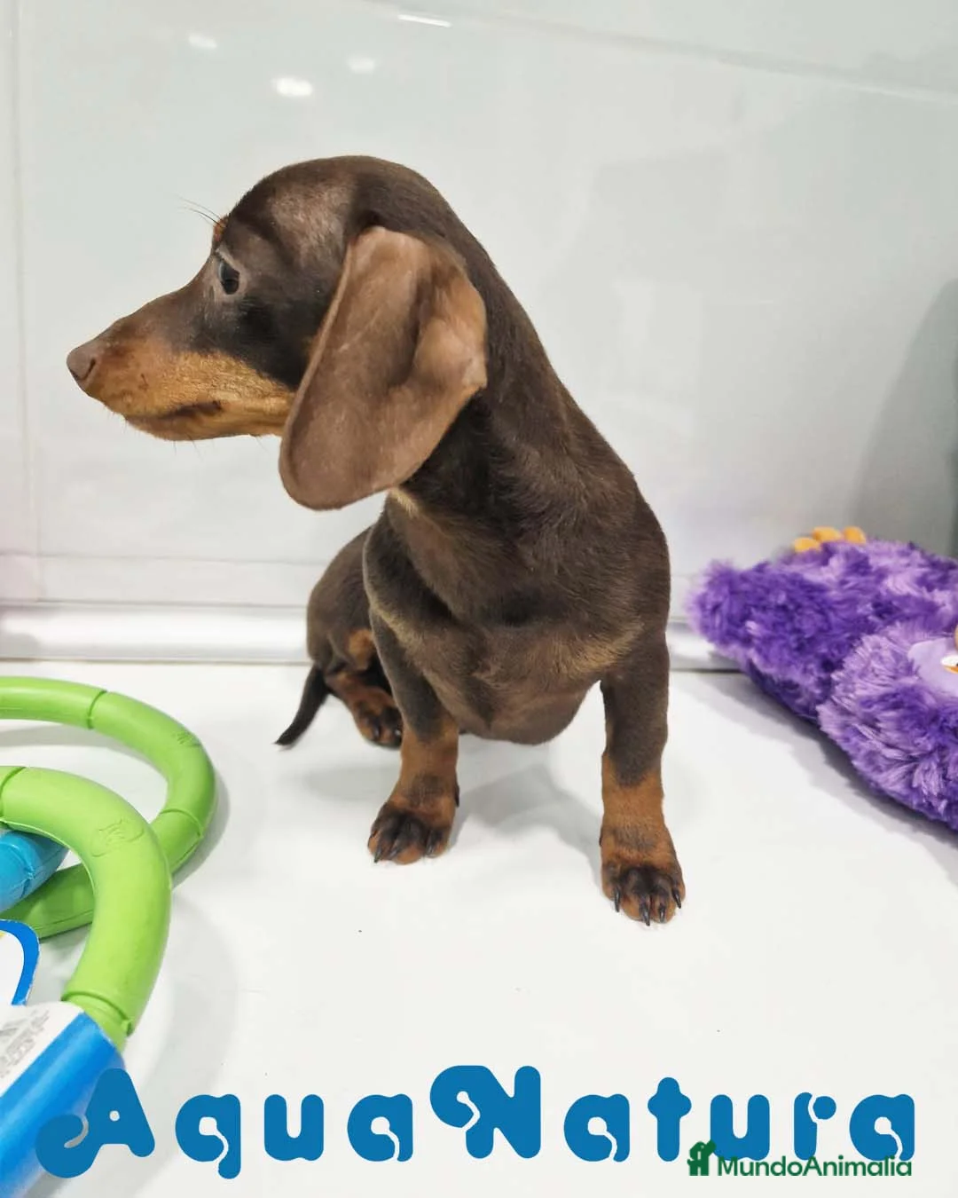 Teckel perros en venta: Teckel Macho de Lena 4482 AQUANATURA - Anuncio 6