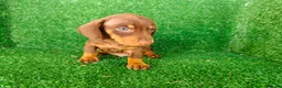 Teckel Miniatura perros en venta: teckel miatura - Anuncio 8