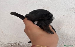 Caniche Enano perros en venta: Caniche enano pequeño  - Imagen 11