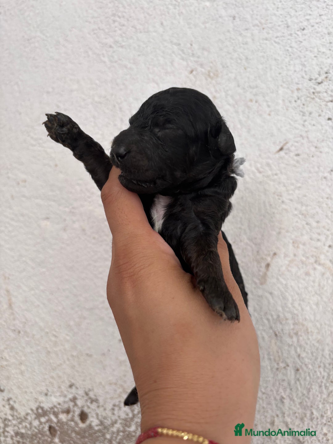 Caniche Enano perros en venta: Caniche enano pequeño  - Imagen 11