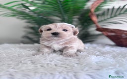 Maltipoo perros en venta: MALTIPOO MACHO - Imagen 9