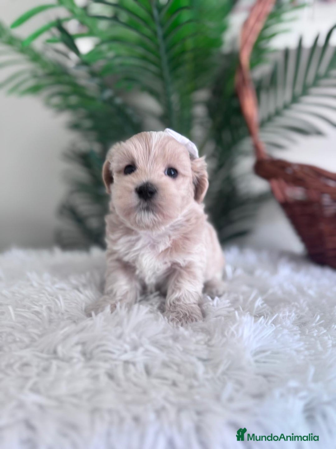 Maltipoo perros en venta: MALTIPOO MACHO - Imagen 9