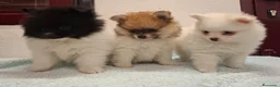 Pomerania perros en venta: Pomerania  - Anuncio 9