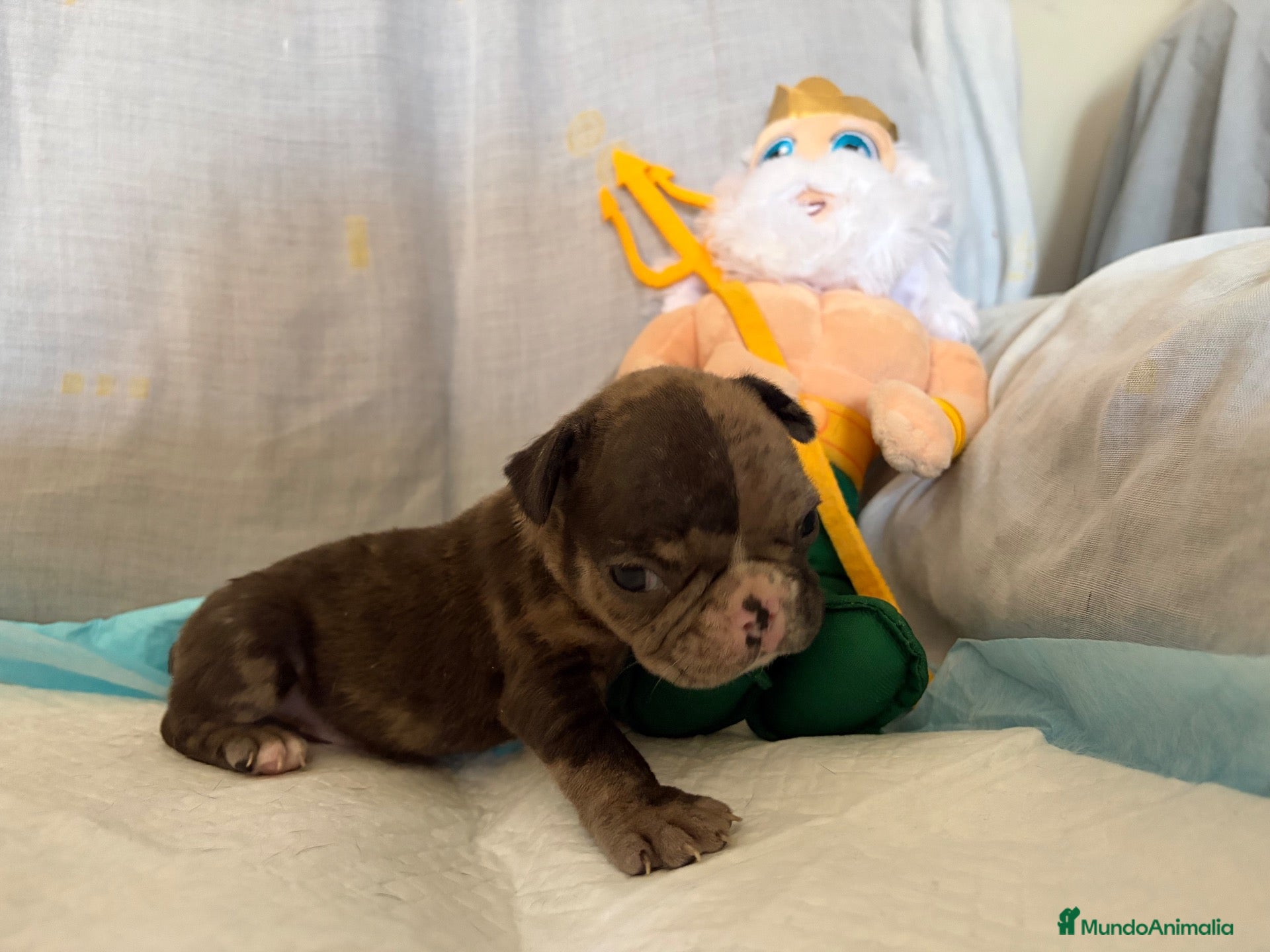Bulldog Francés perros Bulldog francés black merle  - Anuncio 1