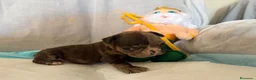 Bulldog Francés perros en venta: Bulldog francés black merle  - Anuncio 1
