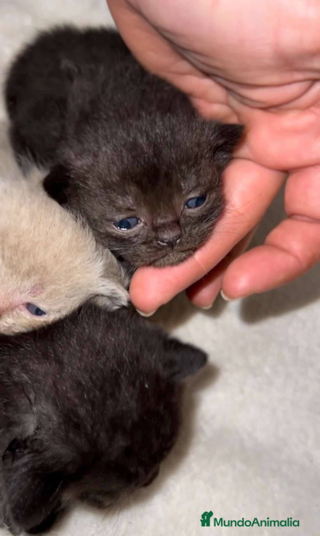 Británico de Pelo Corto gatos en venta: BRITISH SHORTHAIR NEGROS&LILACS - Anuncio 2