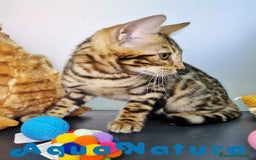 Bengalí gatos en venta: Bengali Hembra 4607 AQUANATURA - Imagen 2