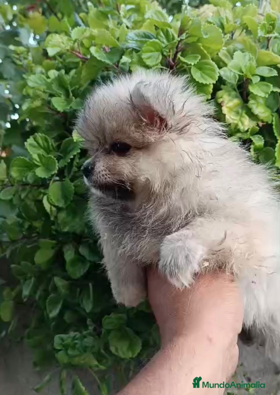 Pomerania perros Pomerania - Anuncio 1