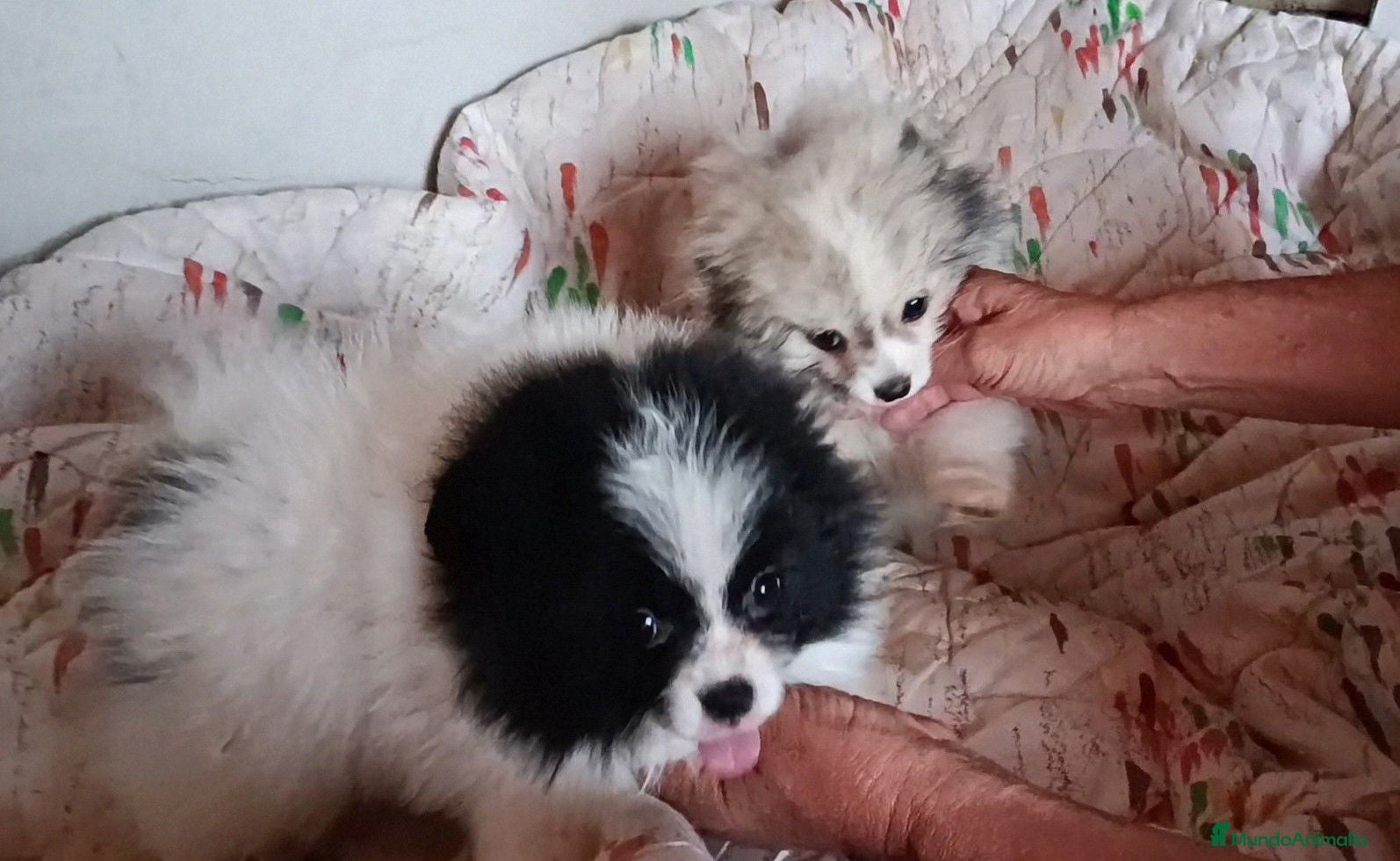 Pomerania perros POMERANIAS MACHITOS PRECIOSOS  - Anuncio 2