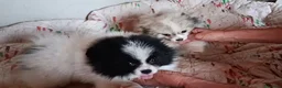 Pomerania perros en venta: POMERANIAS MACHITOS PRECIOSOS  - Anuncio 1