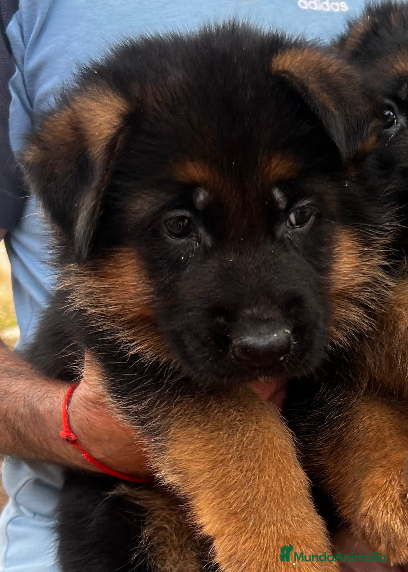 Pastor Alemán perros Pastor alemán cachorros vacunas criadero venta  en Valencia - Anuncio 1