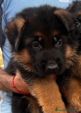 Pastor Alemán perros en Valencia - Anuncio 2